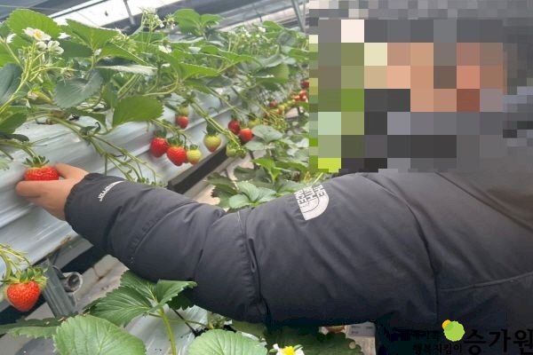 검은색 패딩을 입고 있는 장애가족이 딸기 농장에서 왼손으로 직접 딸기를 따고 있는 모습. 우측하단 장애가족 행복지킴이 승가원 ci