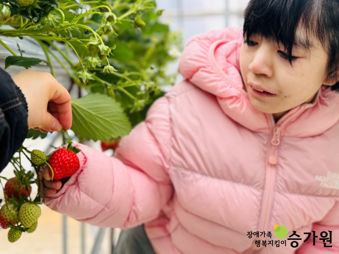 핑크색 패딩을 입은 여자아이가 잘익은 딸기를 수확하고 있으며 여자아이가 딸기를 쉽게 수확할 수 있도록 검정패딩을 입은 사람이 딸기를 잡아주고 있다. 우측 하단 승가원 ci[승가원행복마을] 즐겁고 신기한 딸기농장 체험기